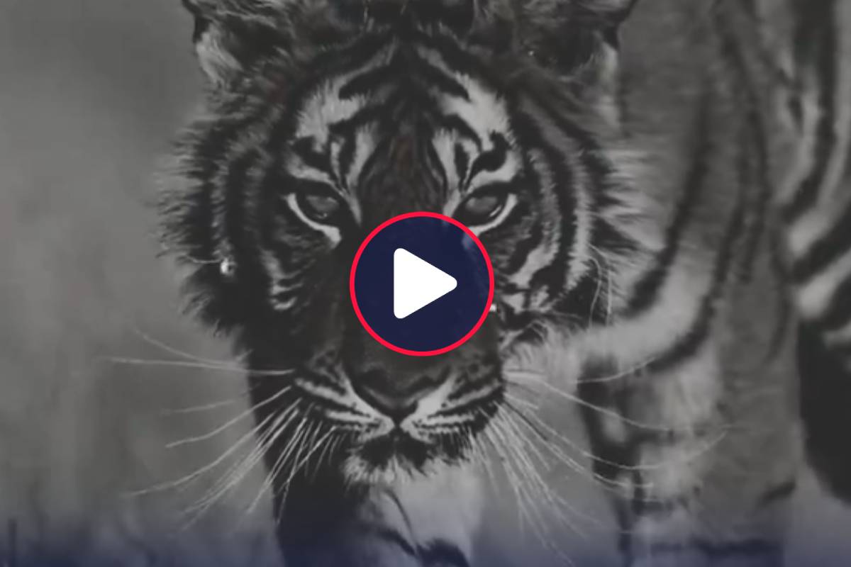 “Nuestro tigre ha llegado”: la presentación del último refuerzo de Audax Italiano