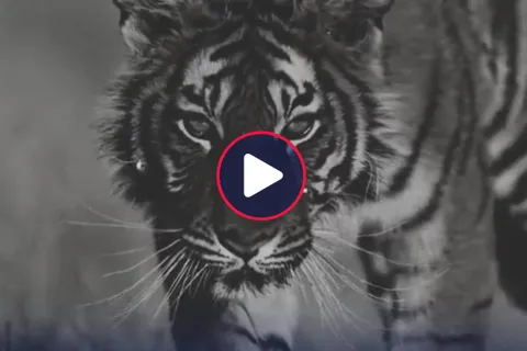 “Nuestro tigre ha llegado”: la presentación del último refuerzo de Audax Italiano