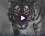 “Nuestro tigre ha llegado”: la presentación del último refuerzo de Audax Italiano